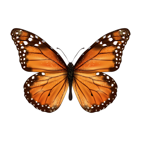 Monarch butterfly